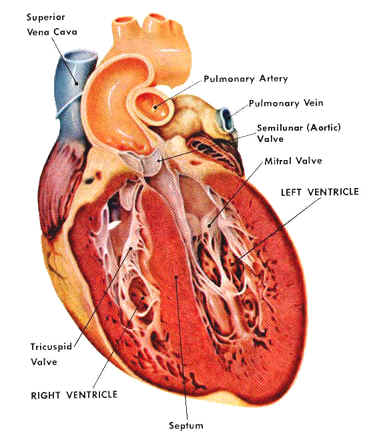 prevention heart disease, heart disease procedures, heart disease causes